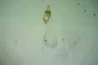 Euphyia frustata frustata