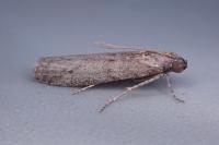 Cadra figulilella