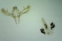 Cadra figulilella