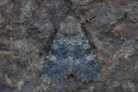 Polymixis dubia