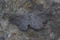 Rhoptria asperaria