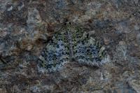 Acasis viretata