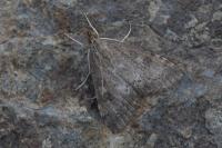 Udea prunalis