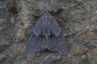 Bryonycta pineti