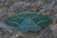 Hylaea fasciaria