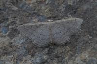 Idaea obsoletaria