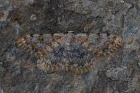 Scopula rufomixtaria