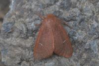 Ocneria rubea