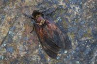Acherontia atropos