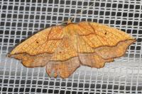 Epione repandaria