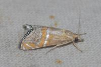 Euchromius bella