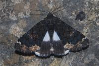 Catephia alchymista