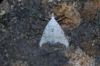 Nola infantula