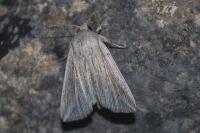 Mythimna riparia