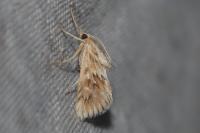 Cynaeda dentalis