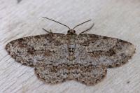 Ectropis crepuscularia