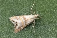 Euchromius anapiellus