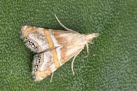 Euchromius anapiellus