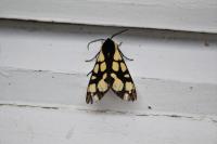 Arctia villica