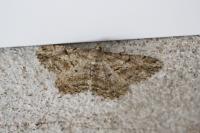 Peribatodes rhomboidaria rhomboidaria