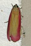 Oncocera semirubella