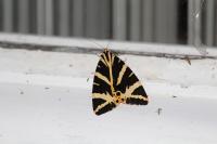Euplagia quadripunctaria