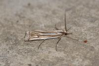 Ancylolomia tentaculella