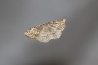 Stegania trimaculata