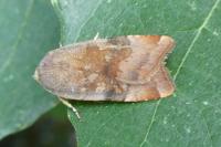 Noctua janthe/janthina