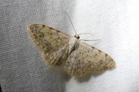 Scopula submutata roseonitens