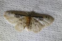 Idaea filicata