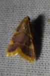 Hypsopygia costalis