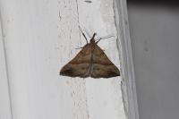 Hypena proboscidalis