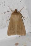 Mythimna pallens