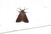 Lacanobia oleracea