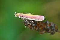 Oncocera semirubella
