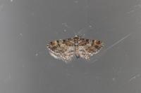 Gymnoscelis rufifasciata