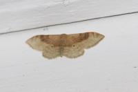 Idaea degeneraria