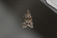 Eudonia mercurella
