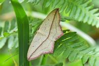 Timandra comae