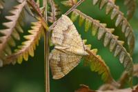 Camptogramma bilineata