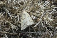 Aspitates ochrearia