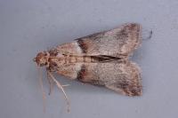 Acrobasis tumidana