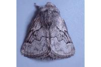 Trichiura crataegi