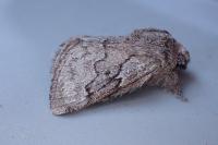 Trichiura crataegi