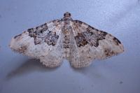 Epirrhoe galiata
