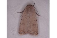 Caradrina clavipalpis