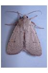 Xestia castanea