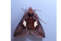 Autographa bractea