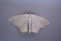 Scopula immutata